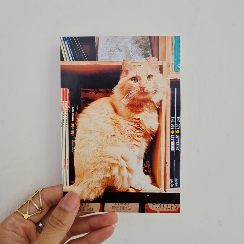 Cats of Cat Socrates Postcard