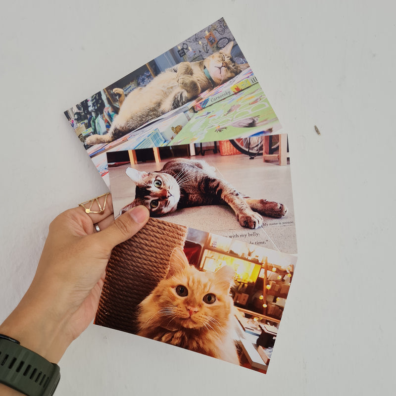 Cats of Cat Socrates Postcard