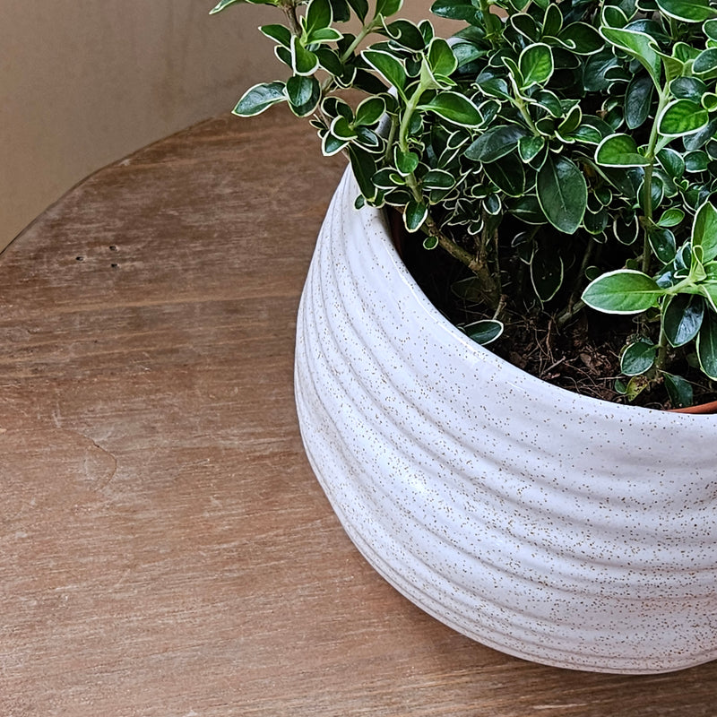 Ceramic Pot with Swirling pattern