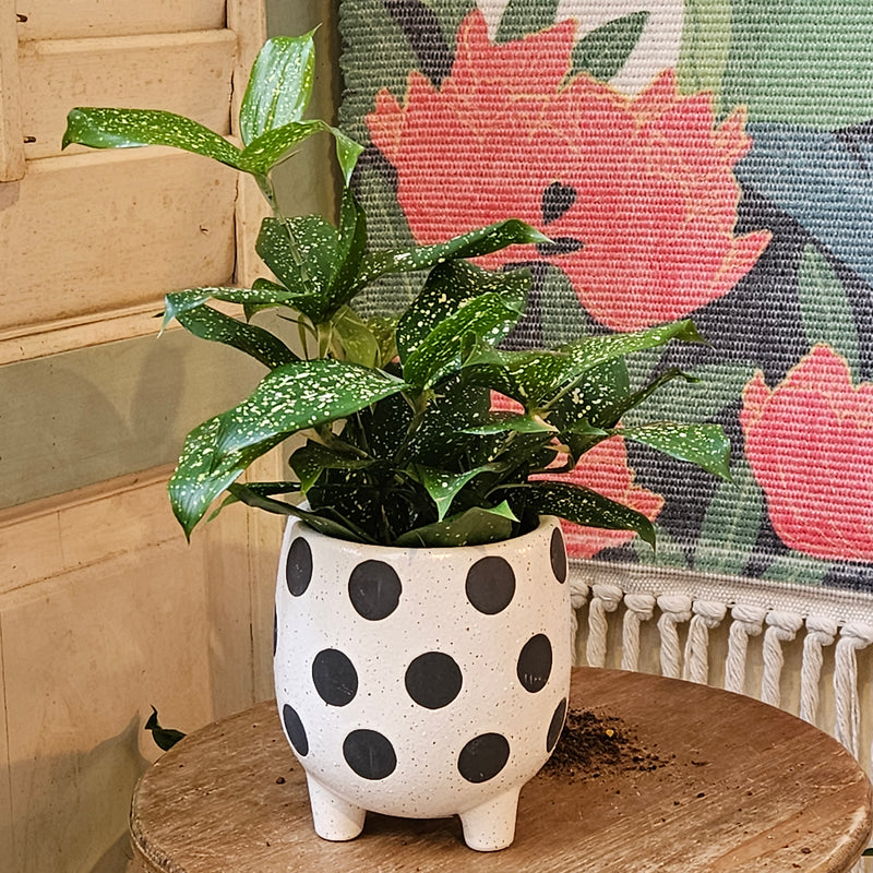 Ceramic 3 legged Pot with polka dot print