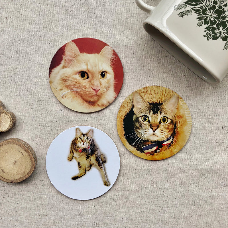 Cats of Cat Socrates Coasters