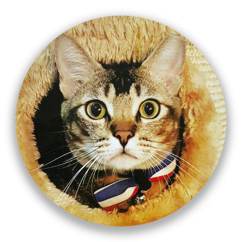 Cats of Cat Socrates Coasters