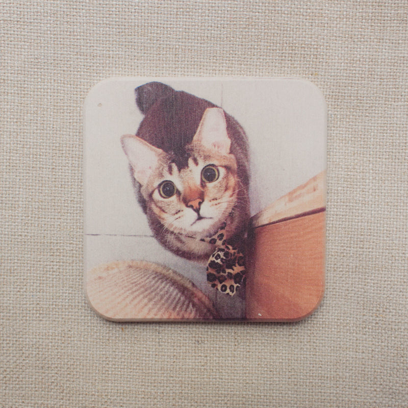 Cats of Cat Socrates Diatomite Coaster